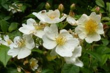 Scented roses make for a sensory walk