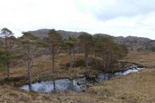Scots pine by the outlet of Loch a Bhada Dharaich
