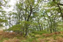  Glen Beasdale - view of the coastal sessile oak wood 