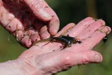  Looking for palmate newts in early summer - A hands on willdife experience