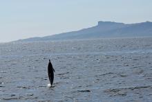 The Isle of Eigg, and a common dolphin