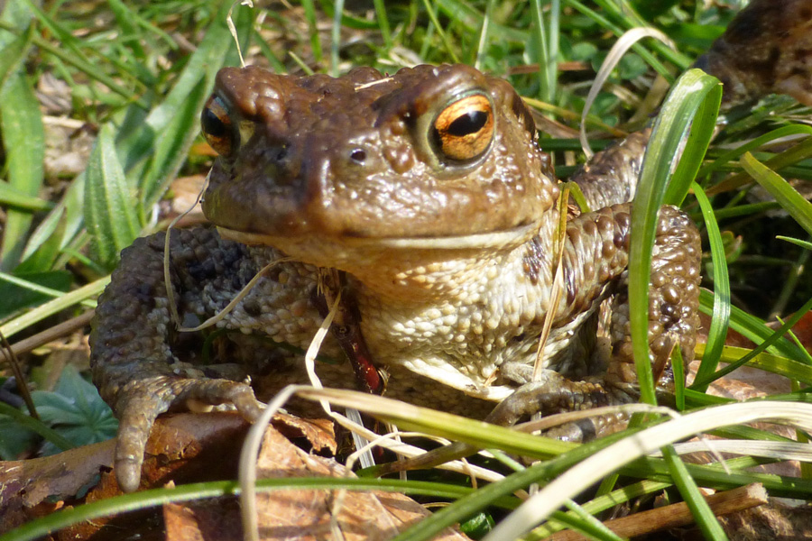 A common toad in April