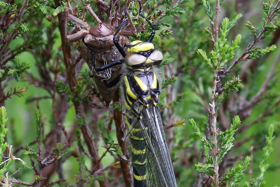 A freshly emerged golden-ringed dragonfly with its exuvia