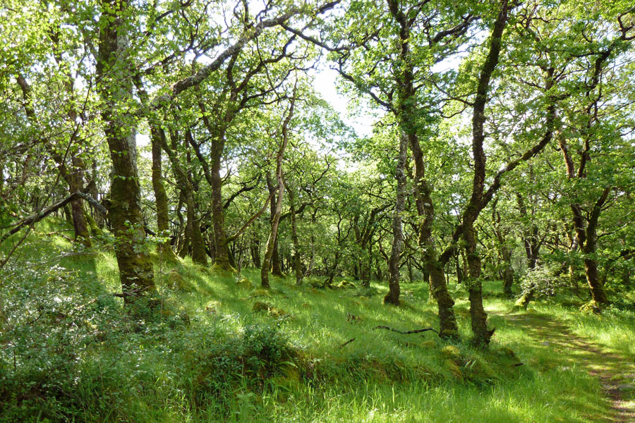 Aoineadh Mor - woodlands in July