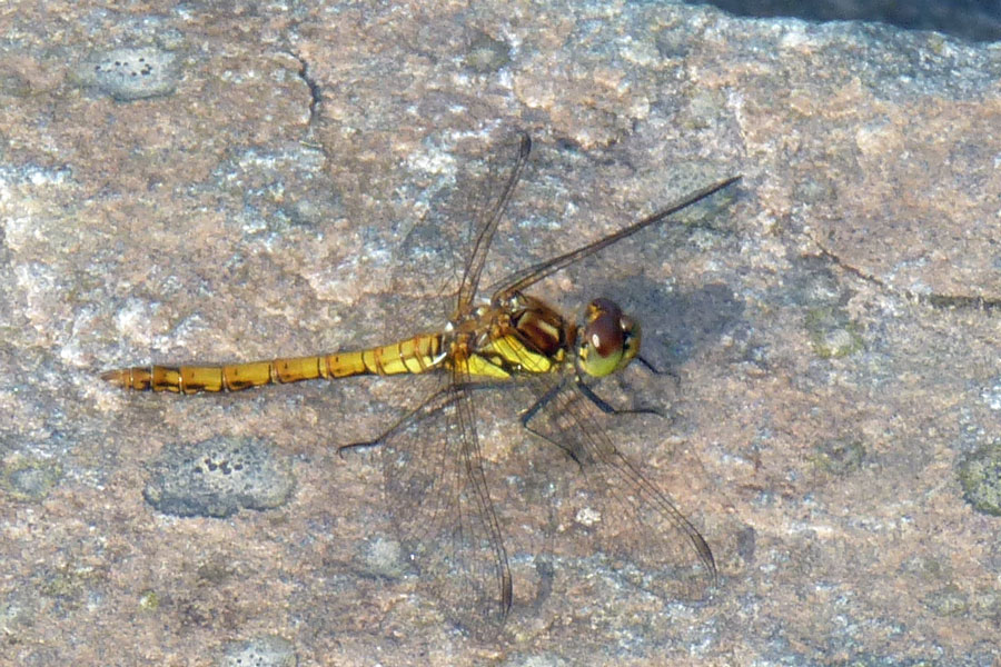 Aoineadh Mor - Female Highland Darter Dragonfly