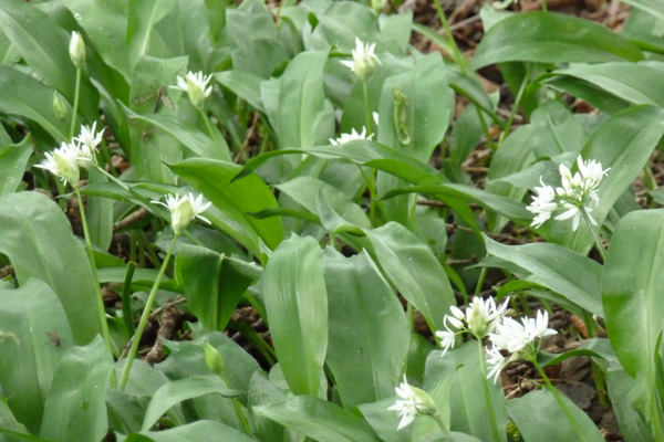 Ramsons (wild garlic) in the woods in May