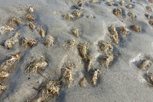 Fan worms on the beach at low tide