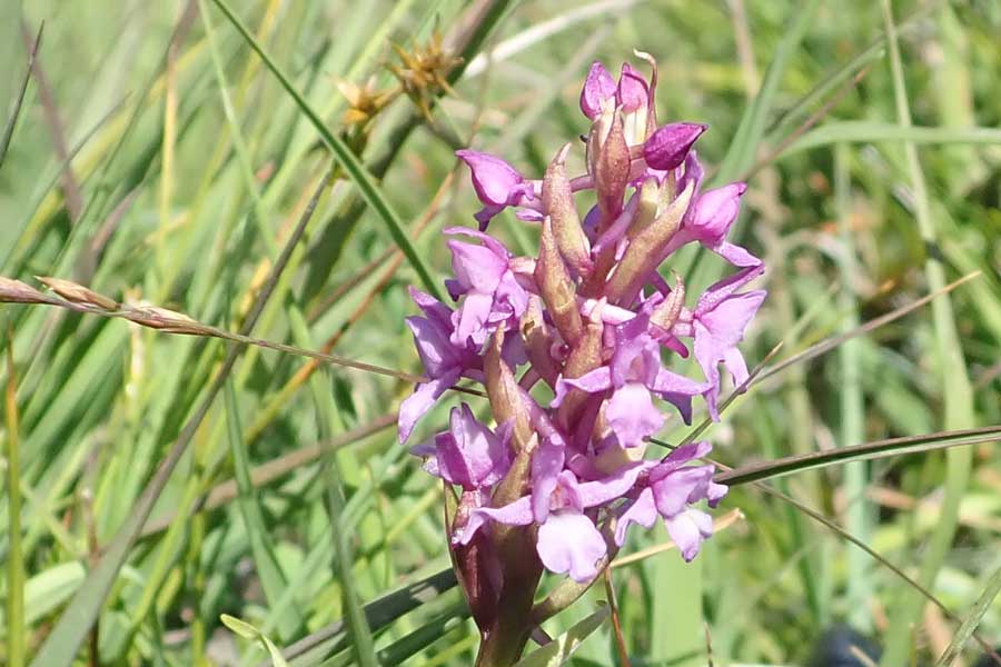 orchid rich grassland at Bourblaige