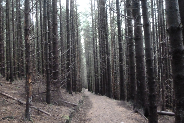 The path heads into dense plantation