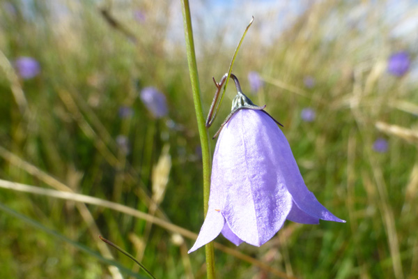 Harebell on the grassland behind the dunes