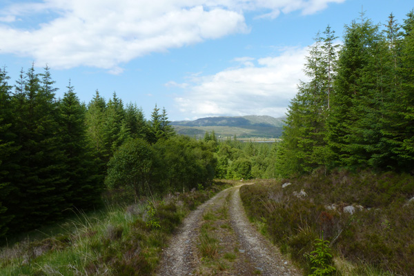 The forest track through coniferous plantation