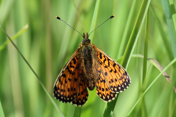 Small pearl-bordered fritillary in one of the forest rides