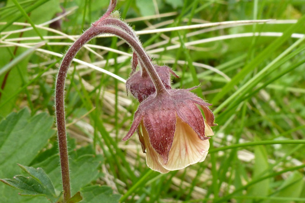 Water avens (Geum rivale) by a small watercourse