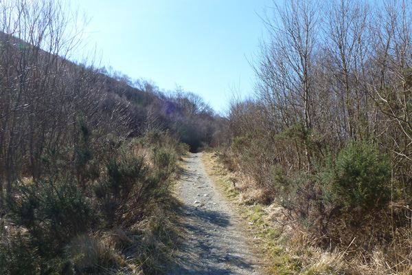 The path skirting woodland near the start of the Cow Hill circuit
