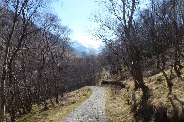 The path through birch and alder woodland