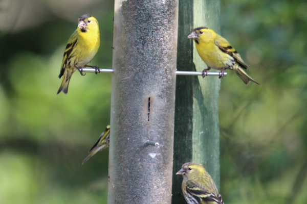 Siskins on bird feeder on the An Sidhean Trail 