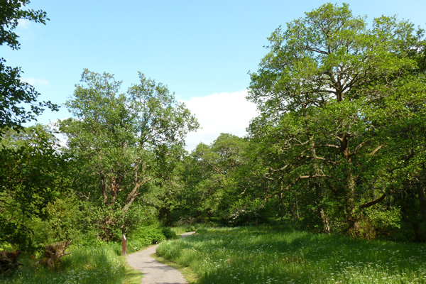 The Alder woods on the Alder Trail