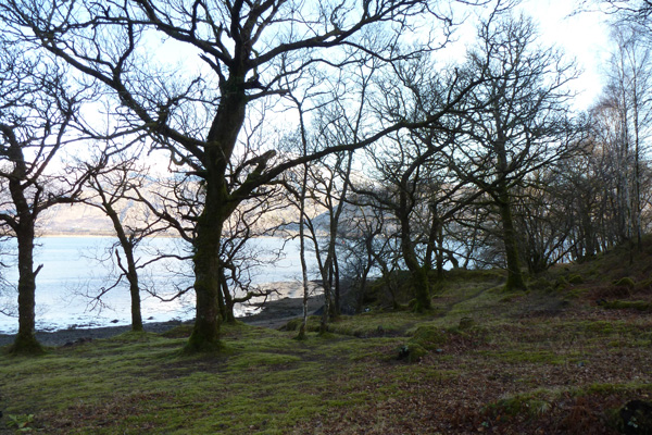 A pleasant woodland section on the shores of Loch Linnhe