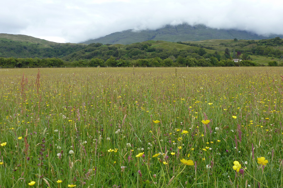 Take time to enjoy the flower rich meadow behind Cuil Bay before the start of the walk