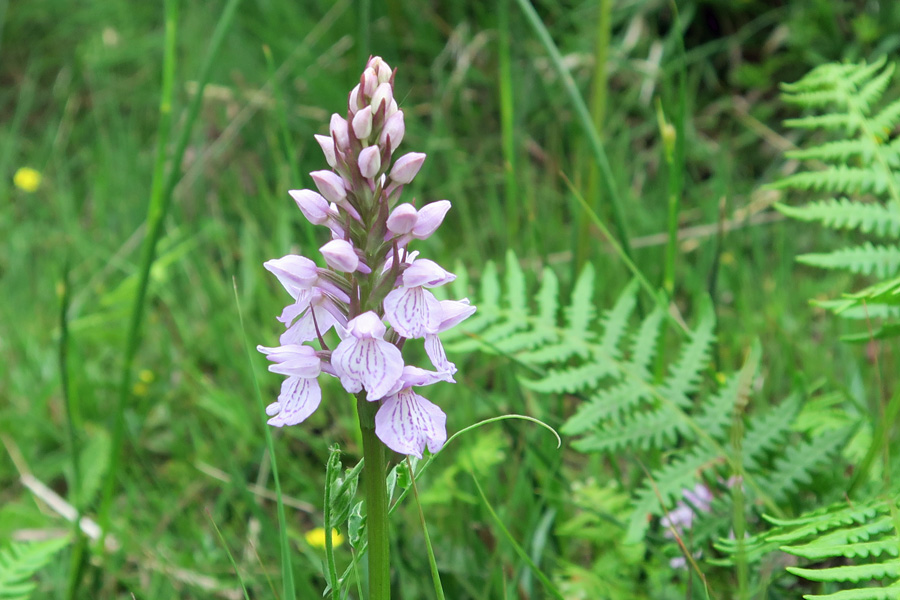 Heath spotted orchid in July