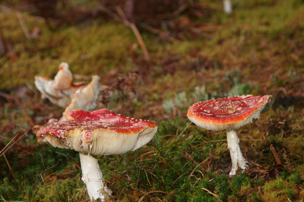 Fly Agaric toadstools at Ariundle