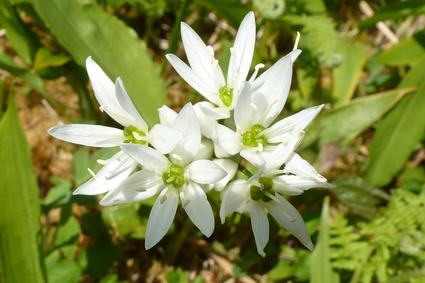 Wild garlic (Allium ursinum) at Glasdrum Wood