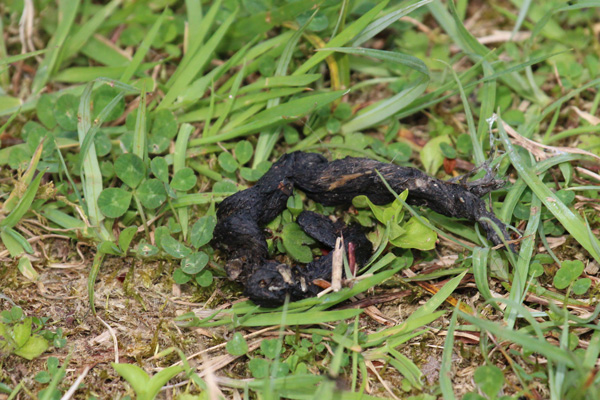 Pine marten faeces with characteristic coiled and twisted morphology