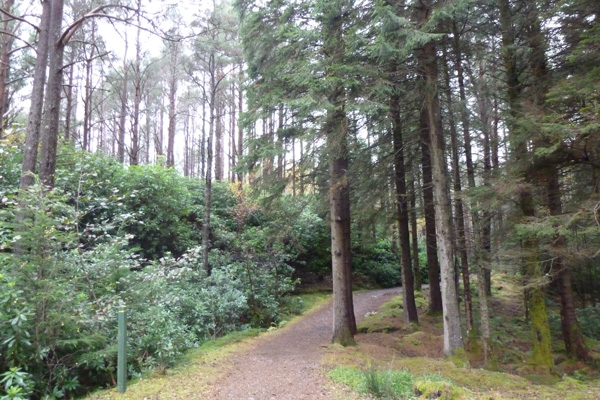 The yellow waymarked woodland trail by the lochan