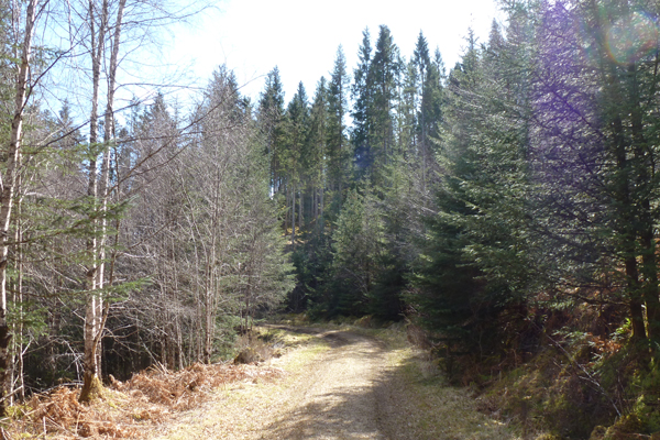 The grassy track through plantation on Ciste Dubh Trail