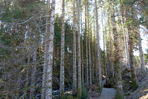 The path ascending through coniferous plantation  on the Alt na Cailliche Trail