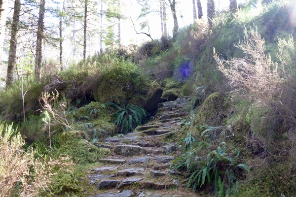 The path ascending through pinewoods