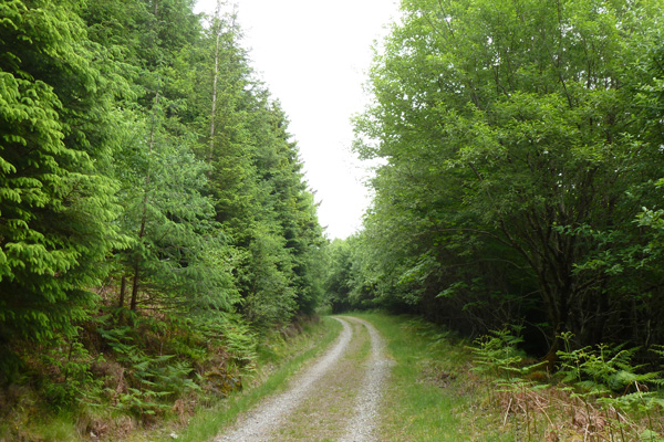 The track through the plantation at Glen Loy