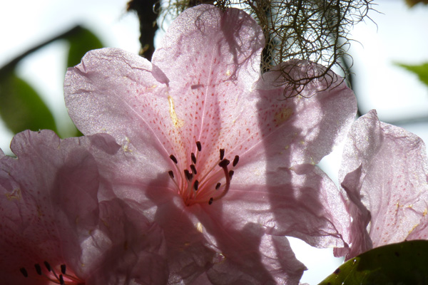 One of the many rhododendron species in Larachmhor Gardens
