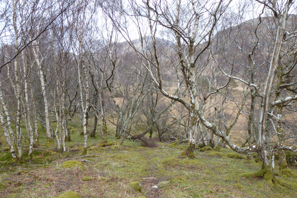 The path passes through old birch woodland - great for lichens
