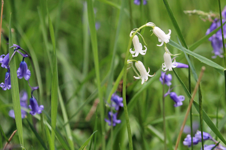 White and blue bluebells on the woodland edges