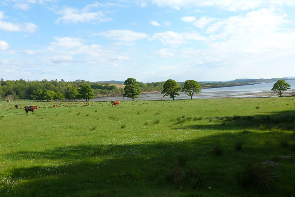 View over a field to Airds Bay