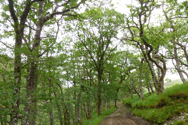 Passing through mature Atlantic oak woodland