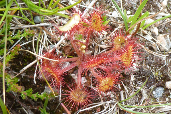 Sundew, another insectivorous plant