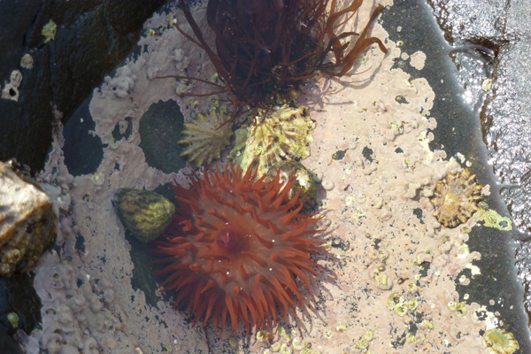 An anemone in one of the many rockpools