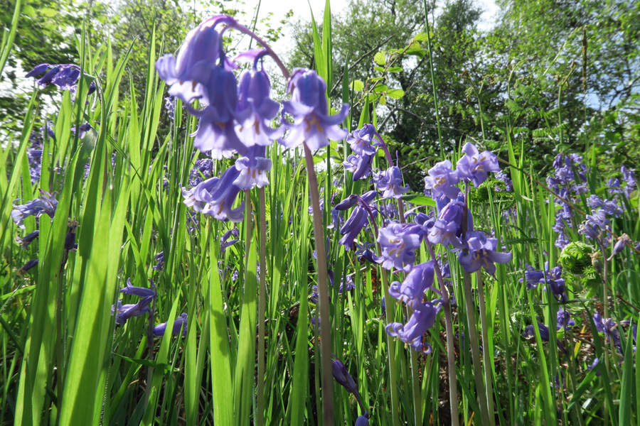 Bluebells in Shian Wood in June