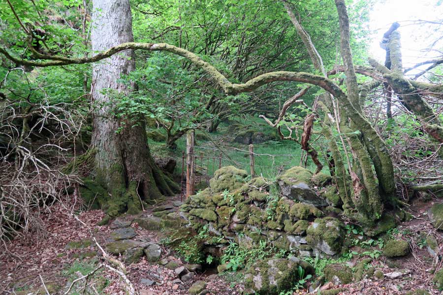 The gateway to Shielfoot Torr