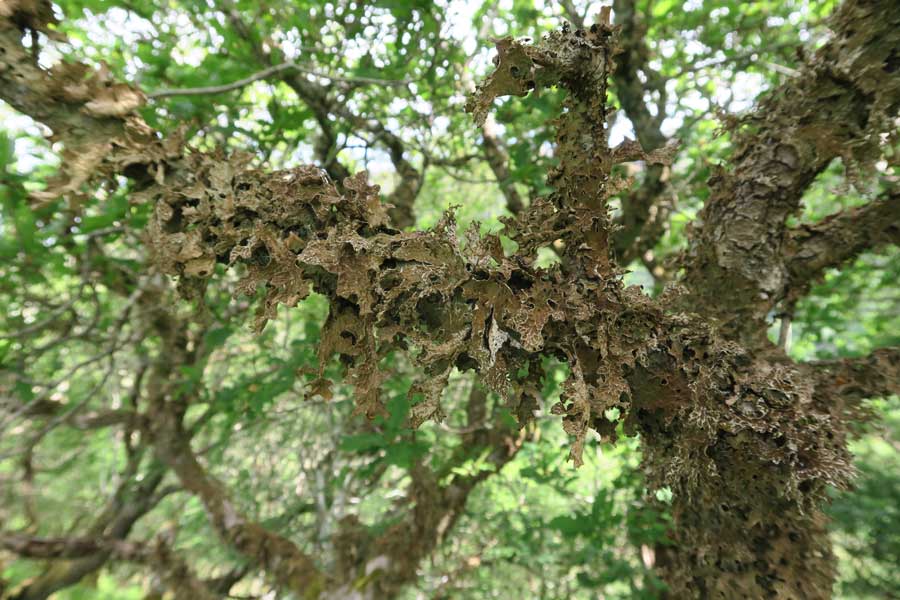 Lungwort lichens on the ancient oak woodlands on Shielfoot Torr