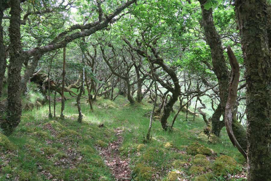 Ancient Atlantic Oak woodlands on Shielfoot Torr