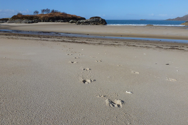 Deer tracks in the sand