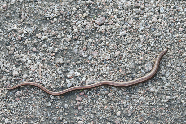 Slow worm on the path to Ariundle Oakwoods