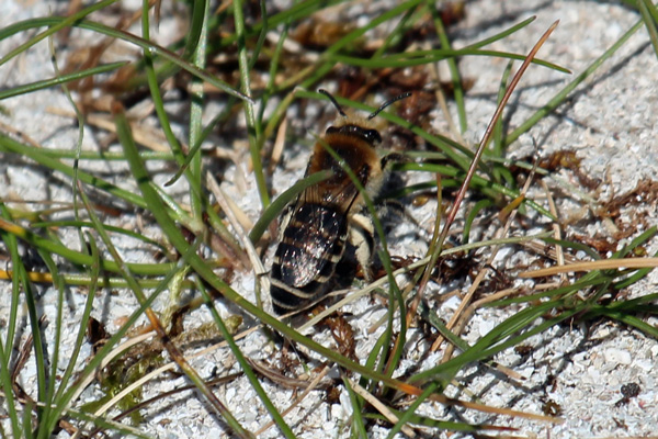 We were delighted to see so many of these Northern Colletes solitary mining bees, busy busy busy collecting pollen to store in their burrows on the beach.