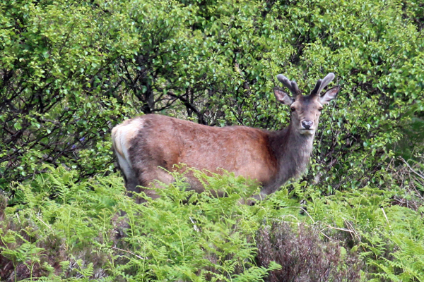 Look out for red deer on the moorland above Sonachan