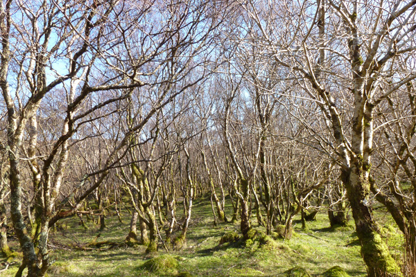 Birch woodland