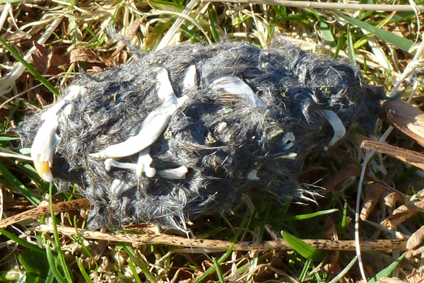 An owl pellet found on route
