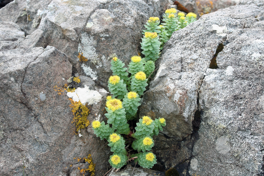 Sedum rosea, or roseroot on the rocks at Ardnamurchan Point